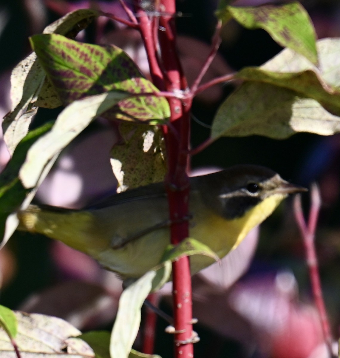 Common Yellowthroat - ML641805776
