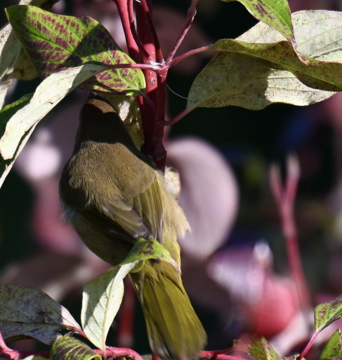 Common Yellowthroat - ML641805777