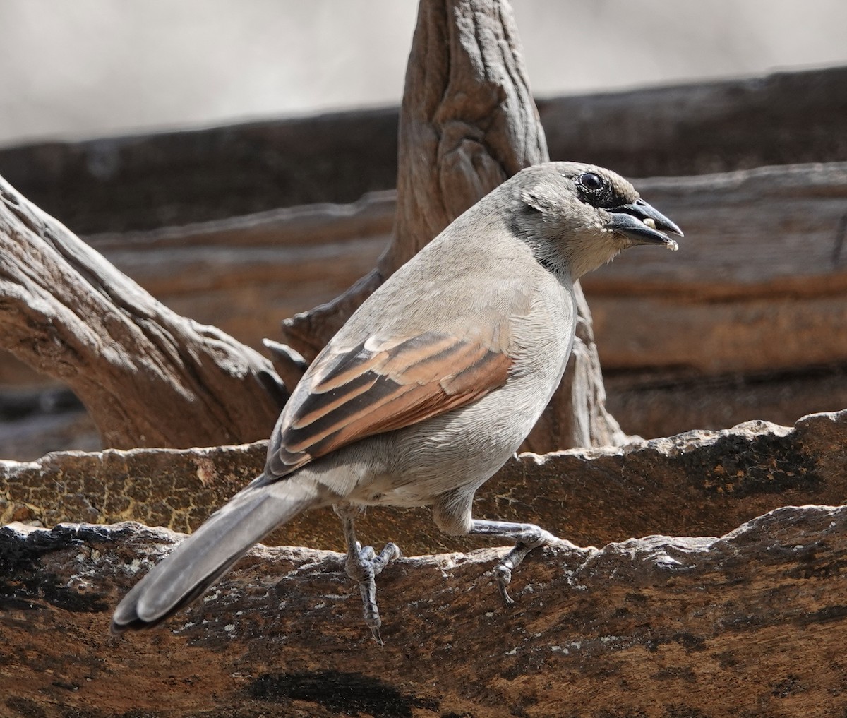 Grayish Baywing - ML641805783