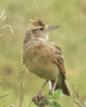 Rufous-naped Lark - ML641805803