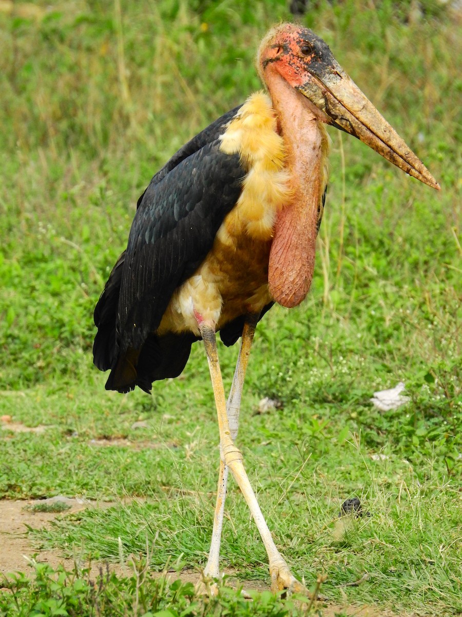 Marabou Stork - ML641805827