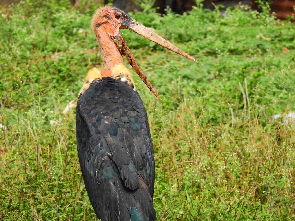 Marabou Stork - ML641805832