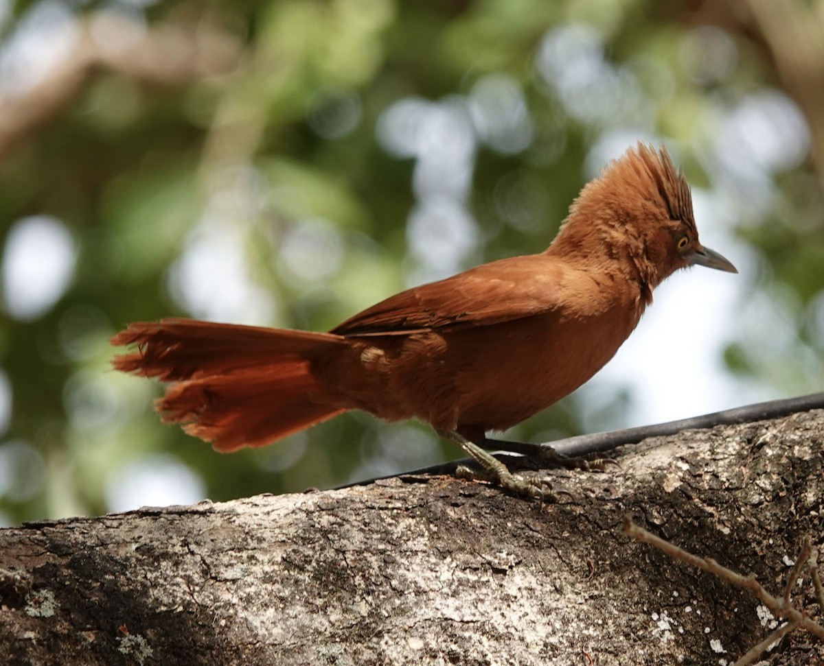 Rufous Cacholote - ML641805840