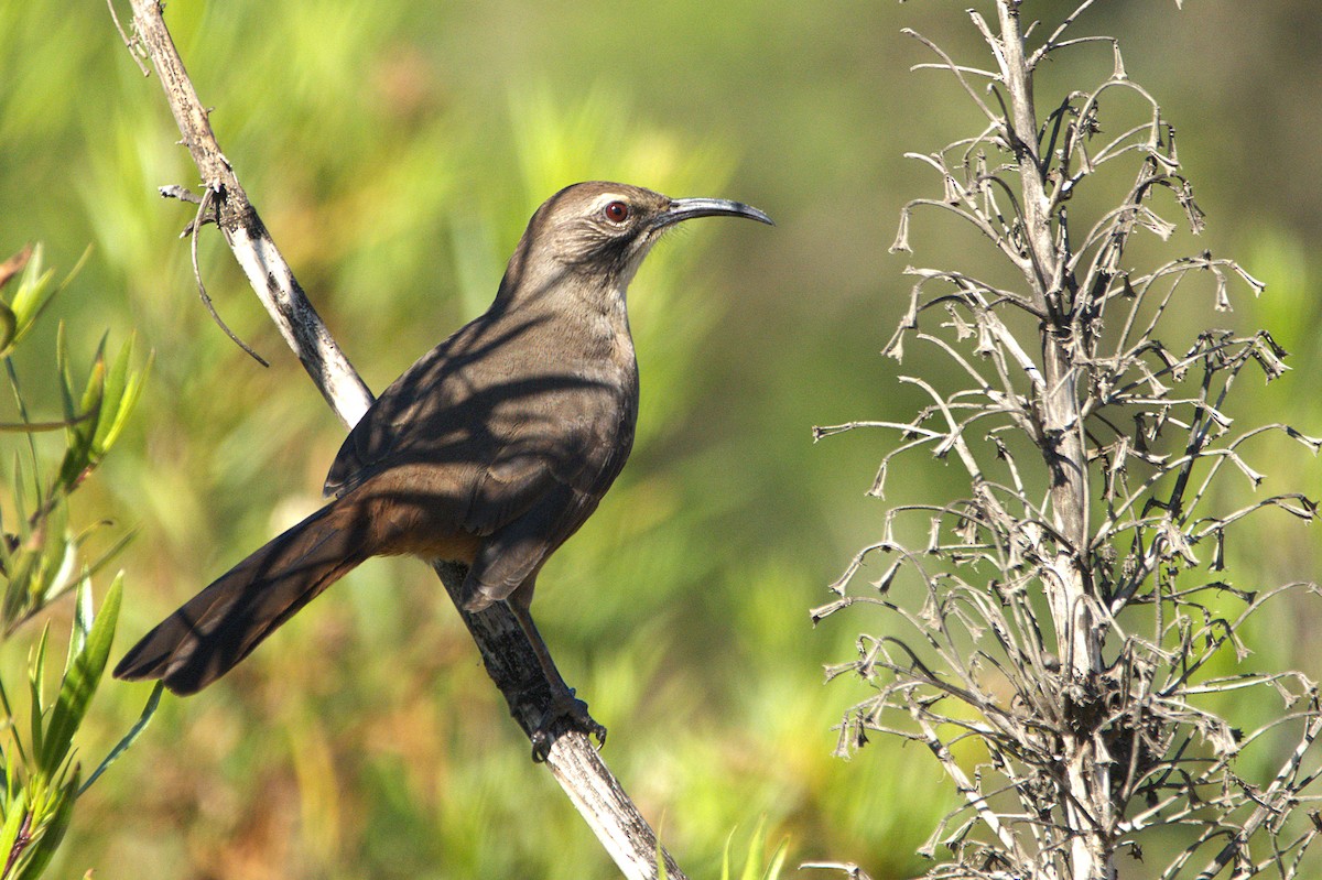 California Thrasher - ML641805867