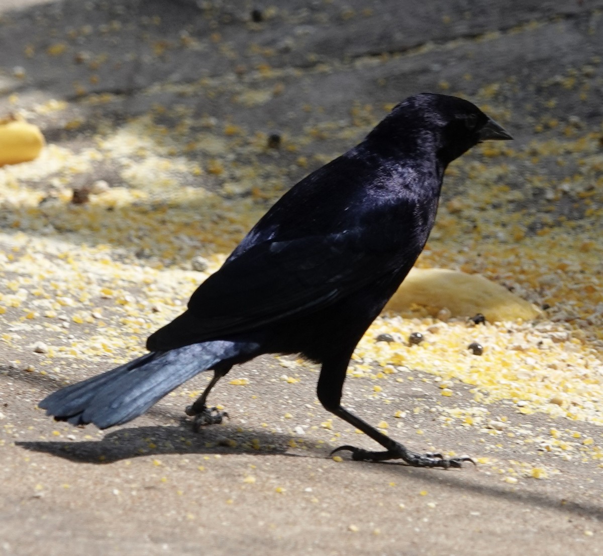 Shiny Cowbird - ML641805876