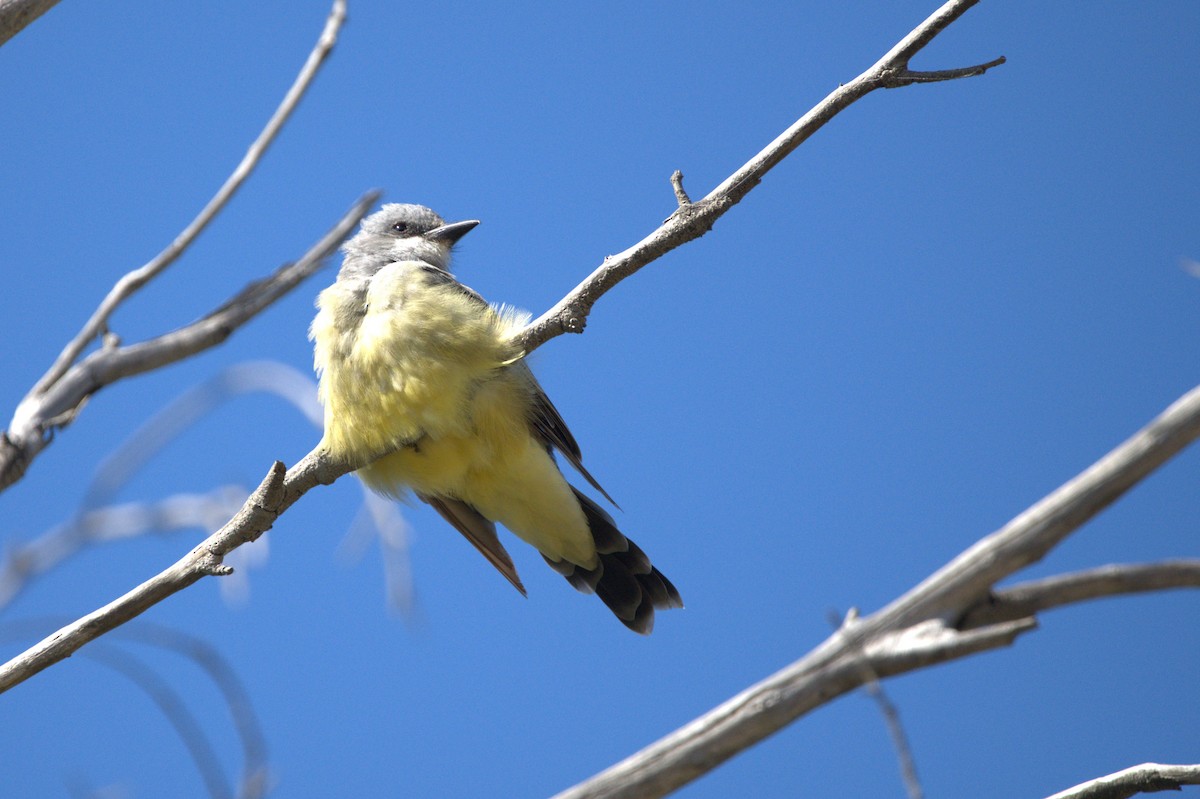 Cassin's Kingbird - ML641805877