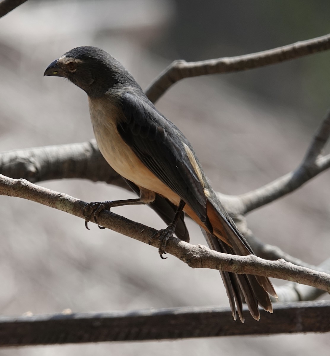 Bluish-gray Saltator - ML641805939