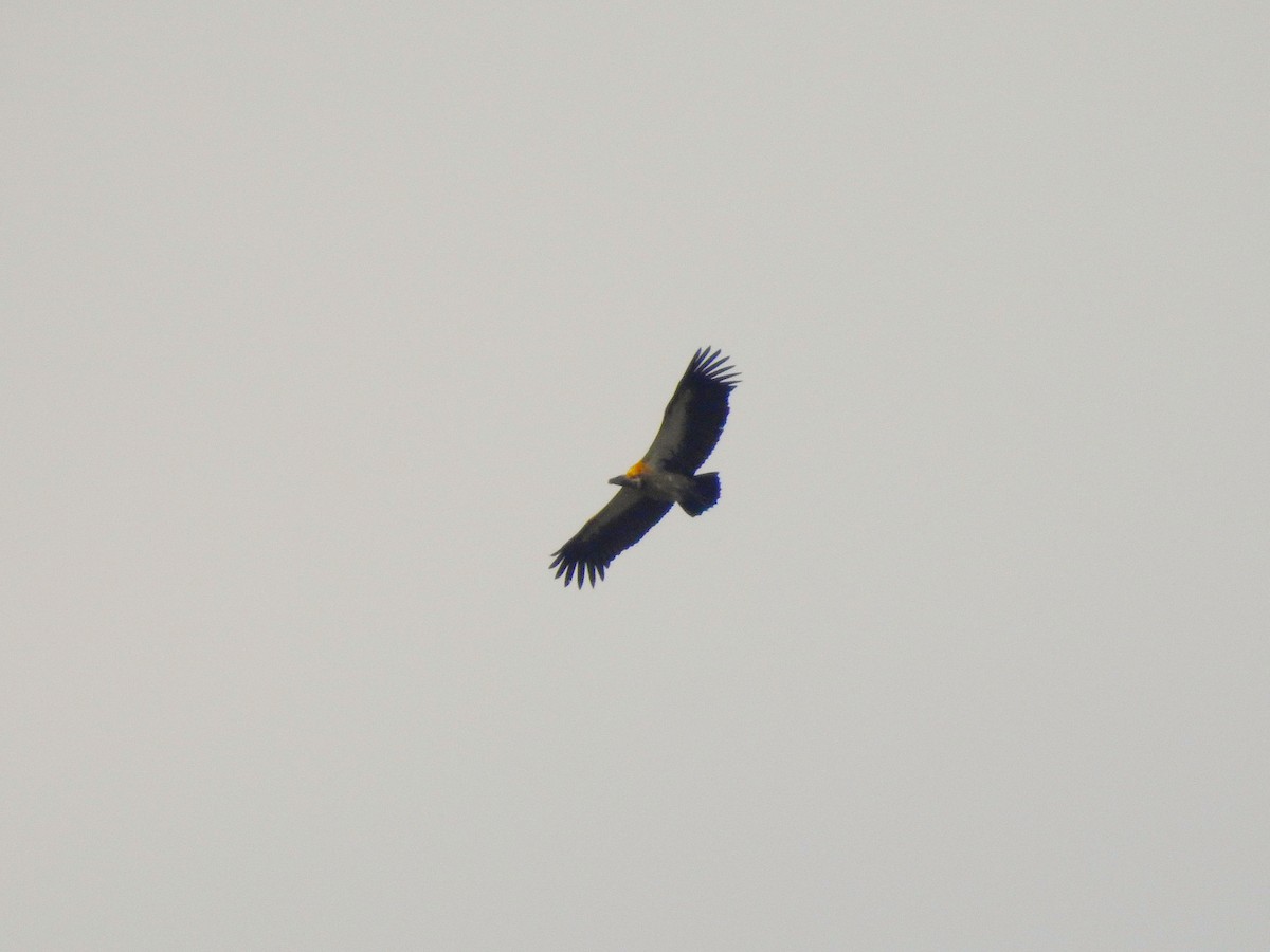 White-backed Vulture - ML641805947