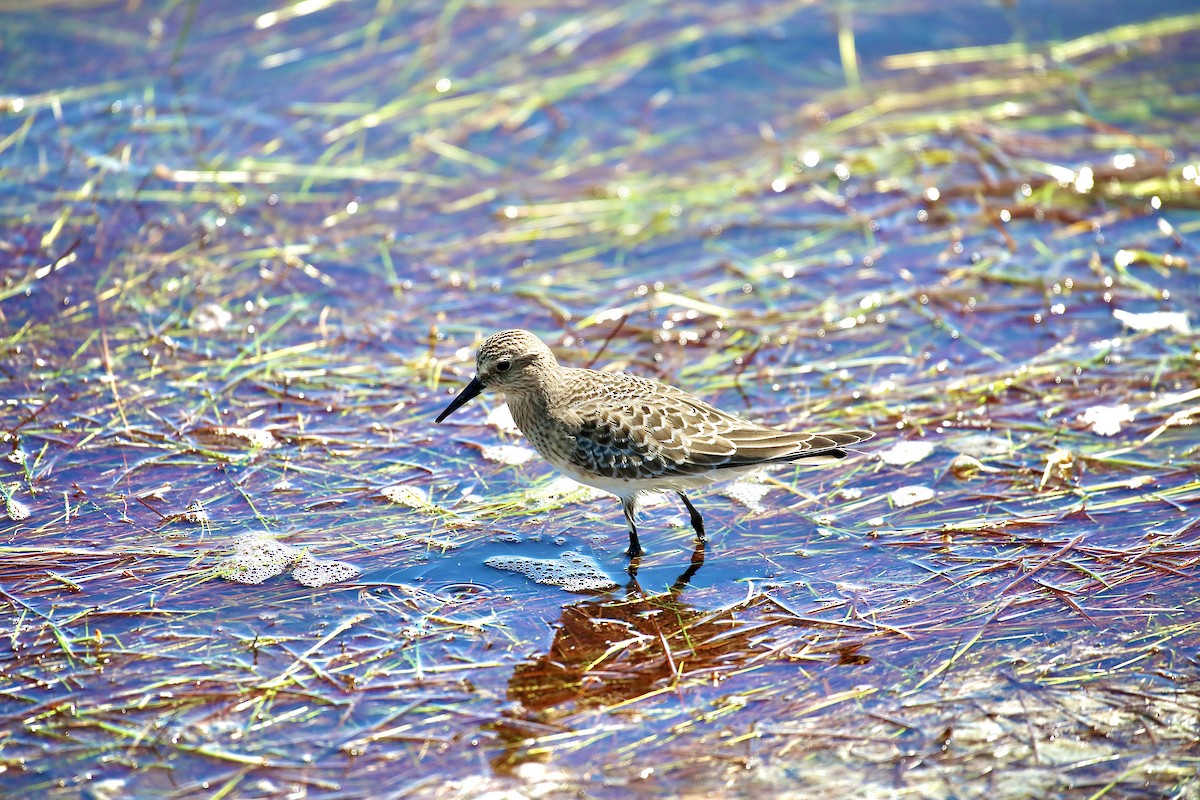 Baird's Sandpiper - ML641805954