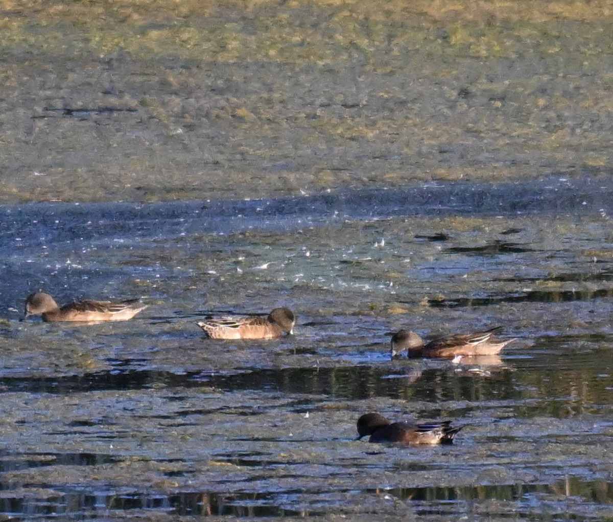 Canard d'Amérique - ML641805967