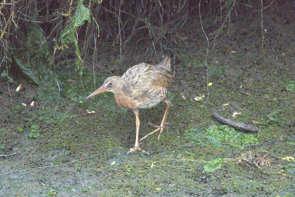 Ridgway's Rail - ML641805971