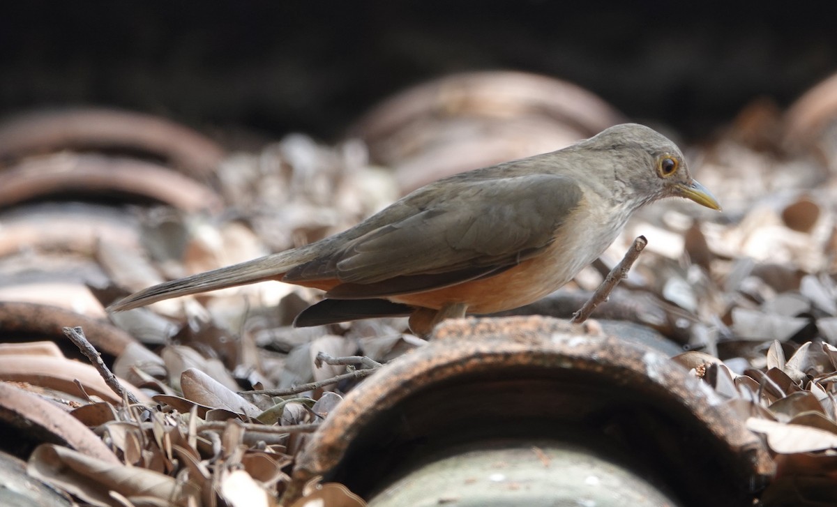 Rufous-bellied Thrush - ML641805999