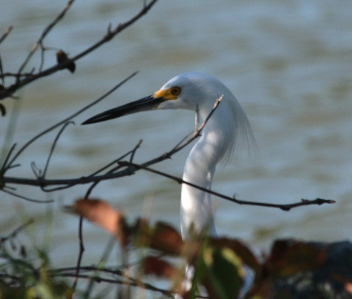 Snowy Egret - ML641806007