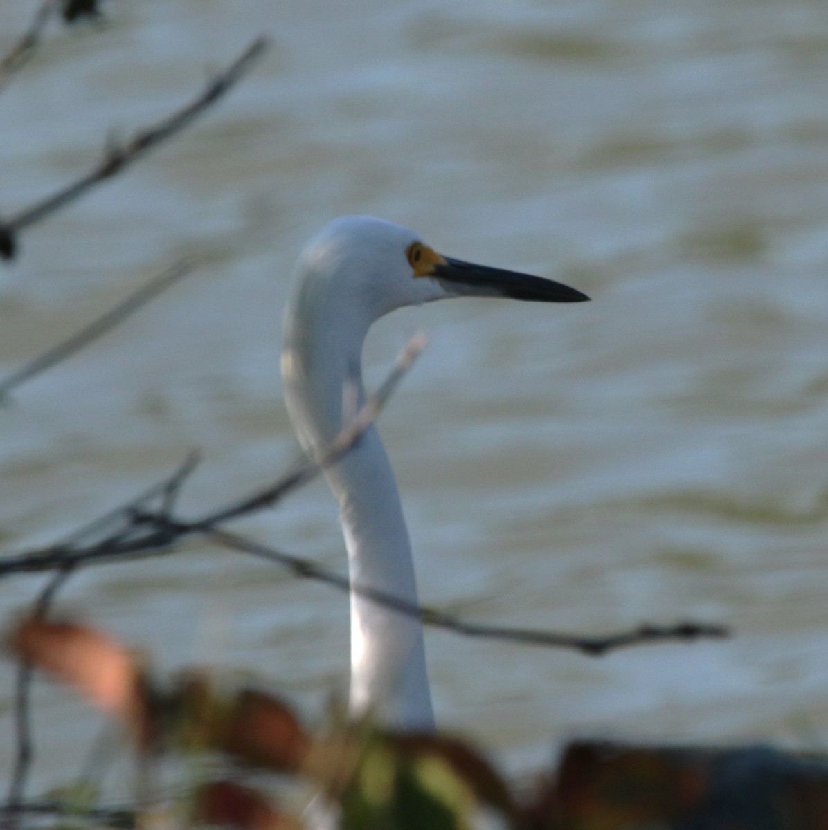 Snowy Egret - ML641806044