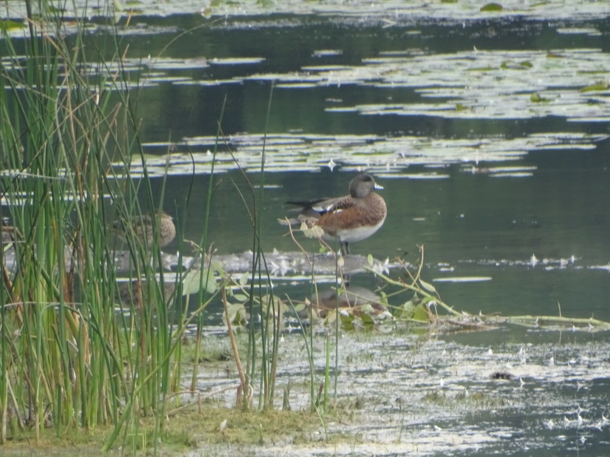 Canard d'Amérique - ML641806046