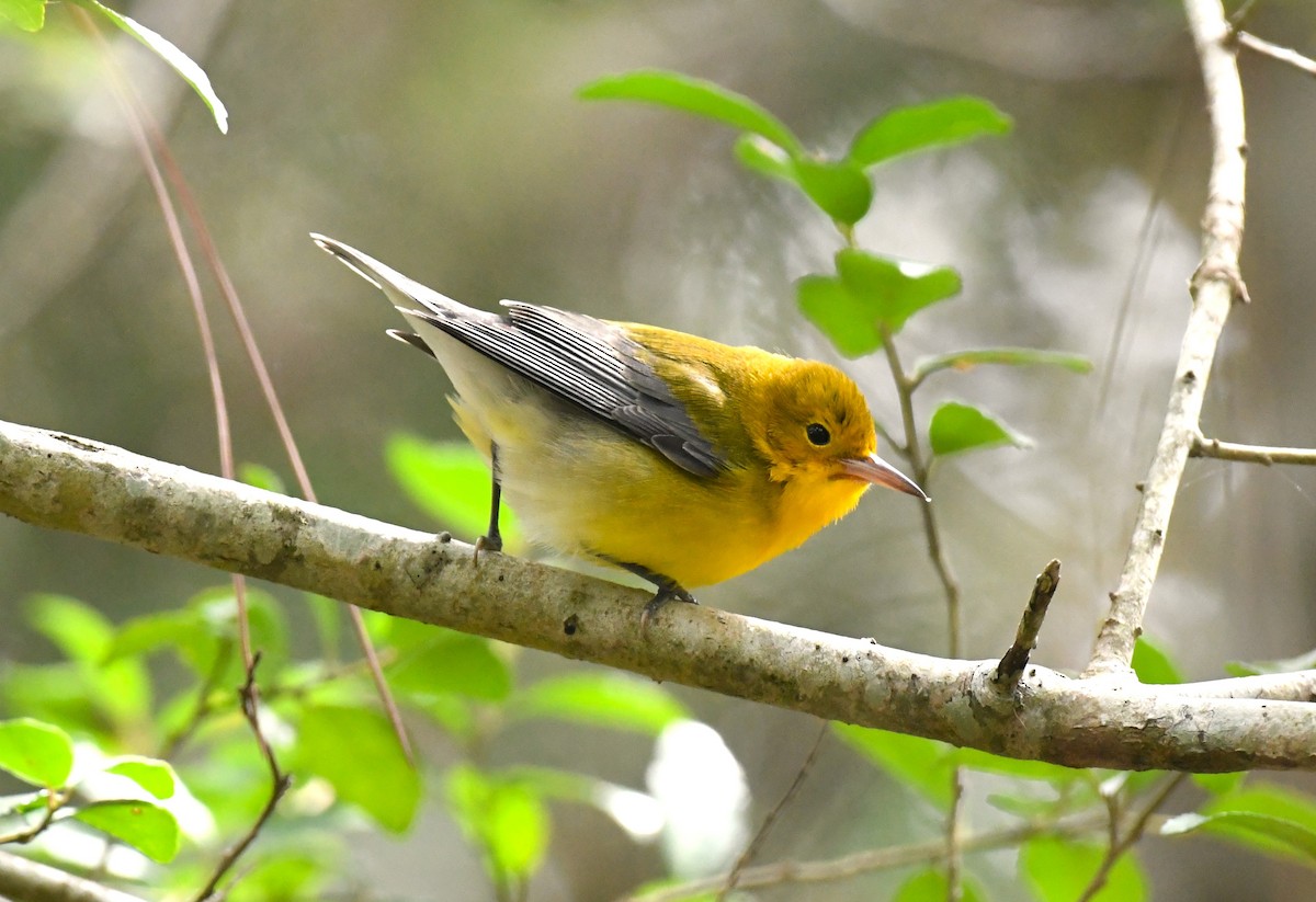 Prothonotary Warbler - ML641806076