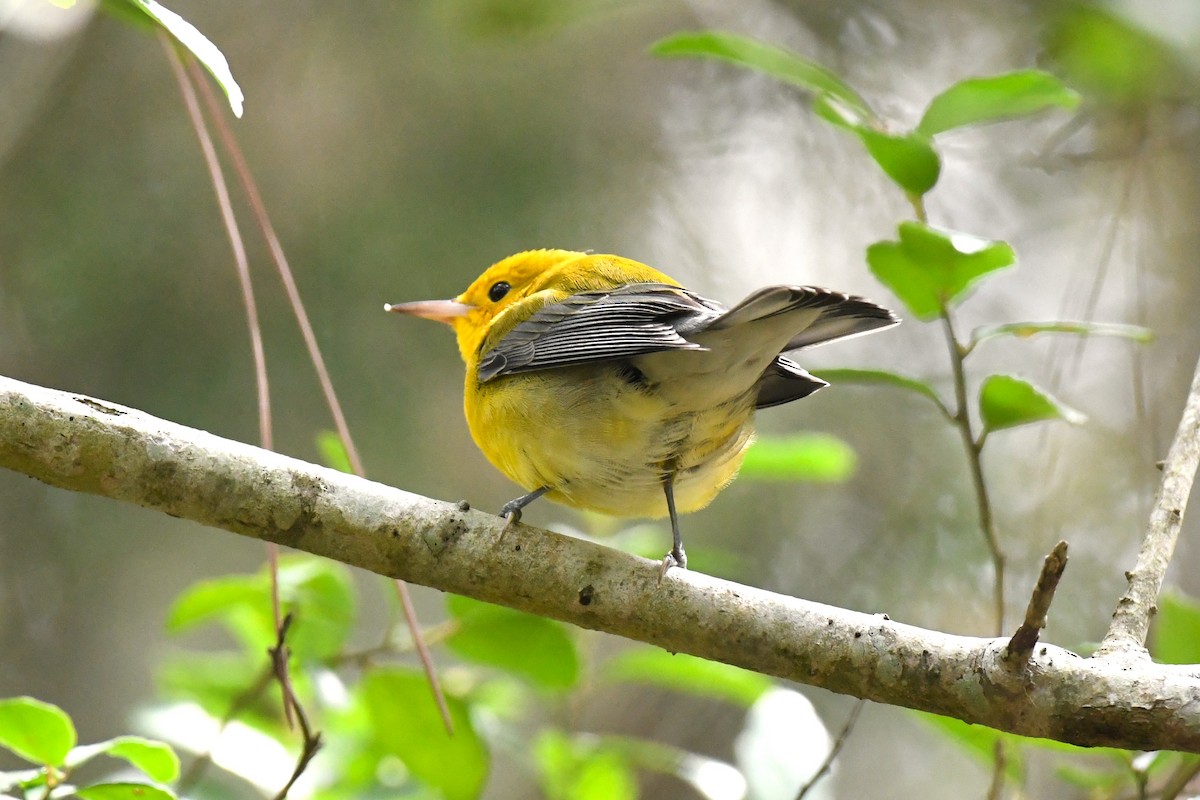 Prothonotary Warbler - ML641806077