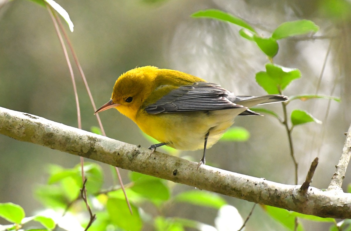 Prothonotary Warbler - ML641806078