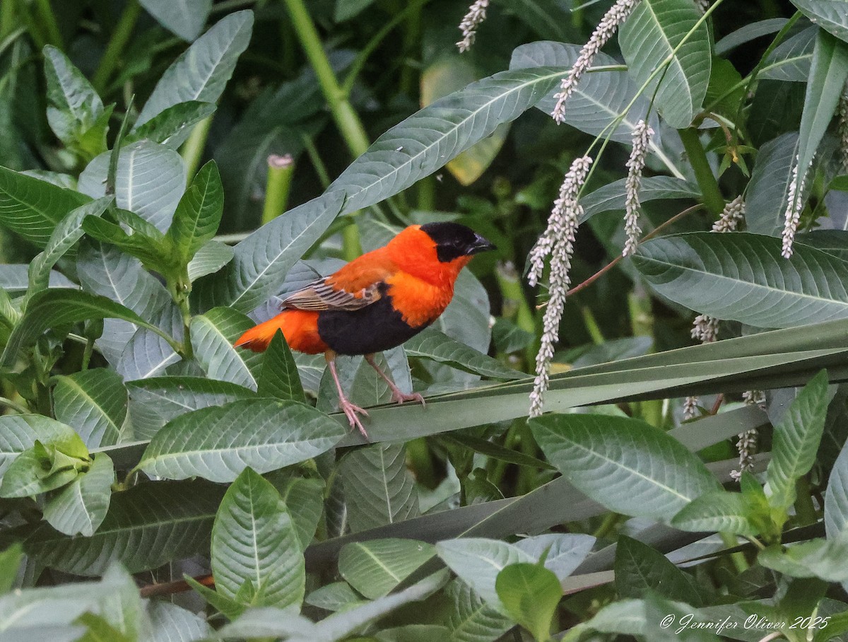 Northern Red Bishop - ML641806082