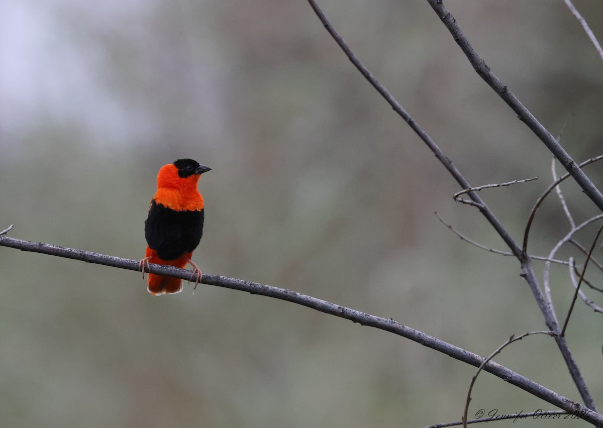 Northern Red Bishop - ML641806083