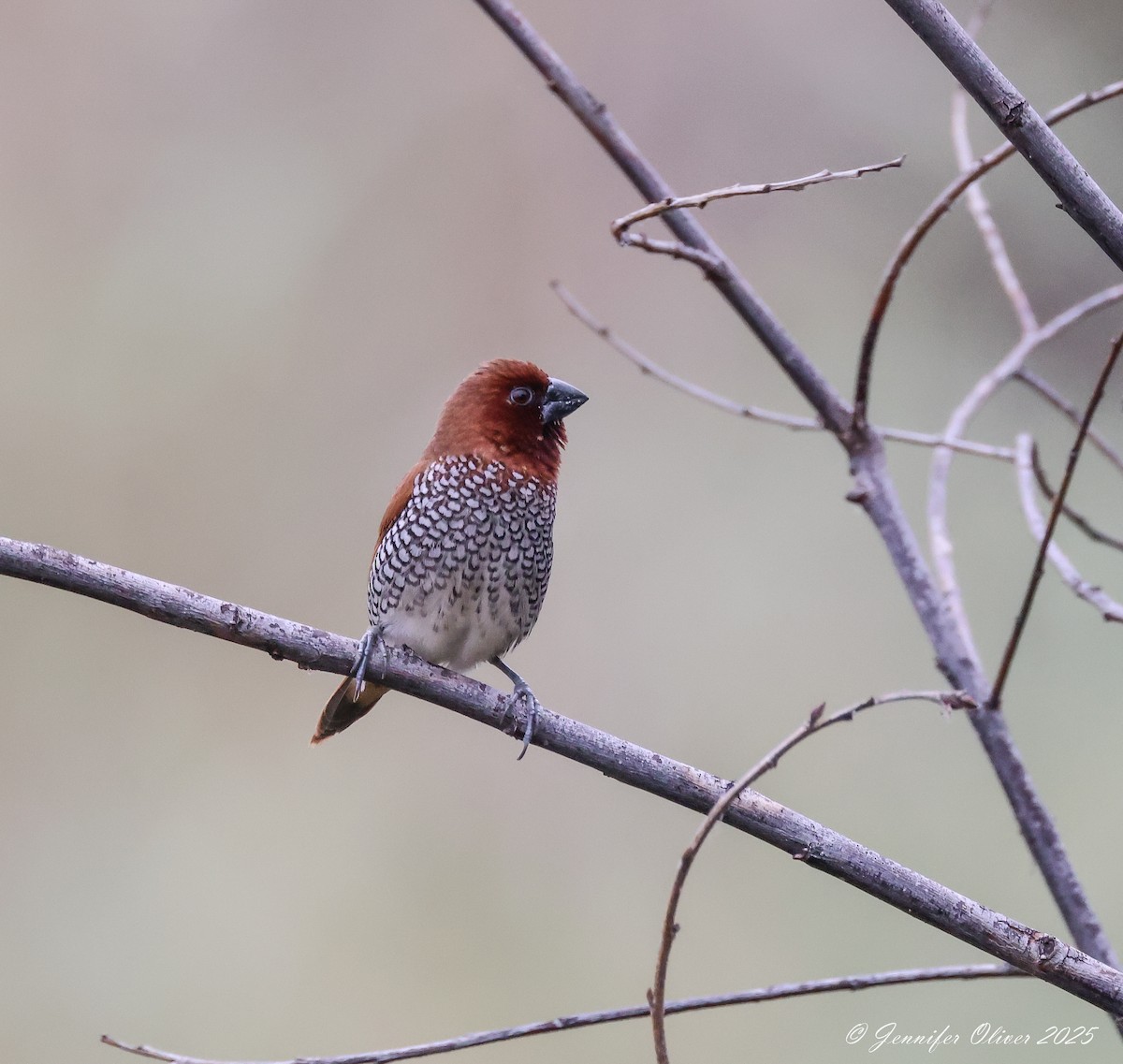Scaly-breasted Munia - ML641806091