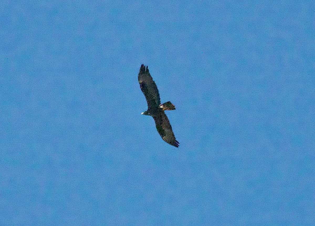 kongeørn - ML641806103
