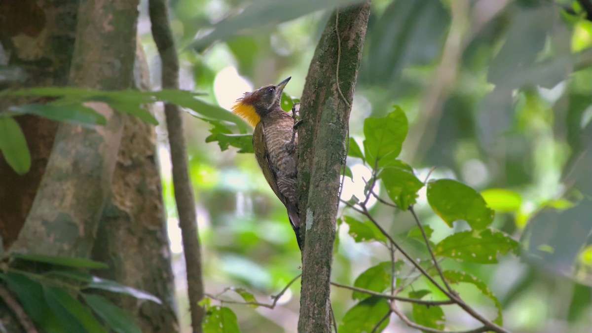 Lesser Yellownape - ML641806115