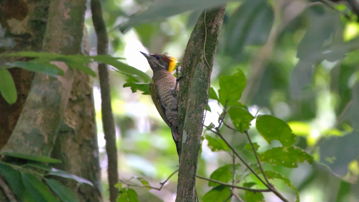 Lesser Yellownape - ML641806116