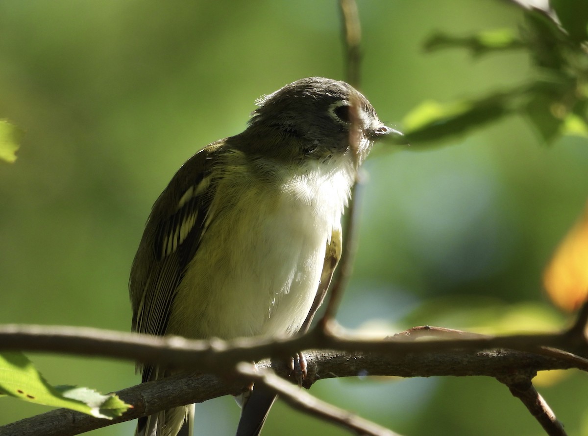 Blue-headed Vireo - ML641806130
