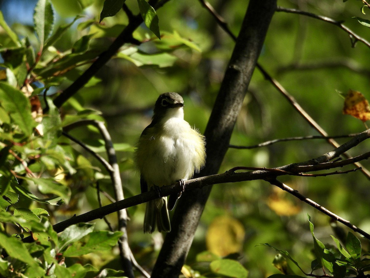 Blue-headed Vireo - ML641806131