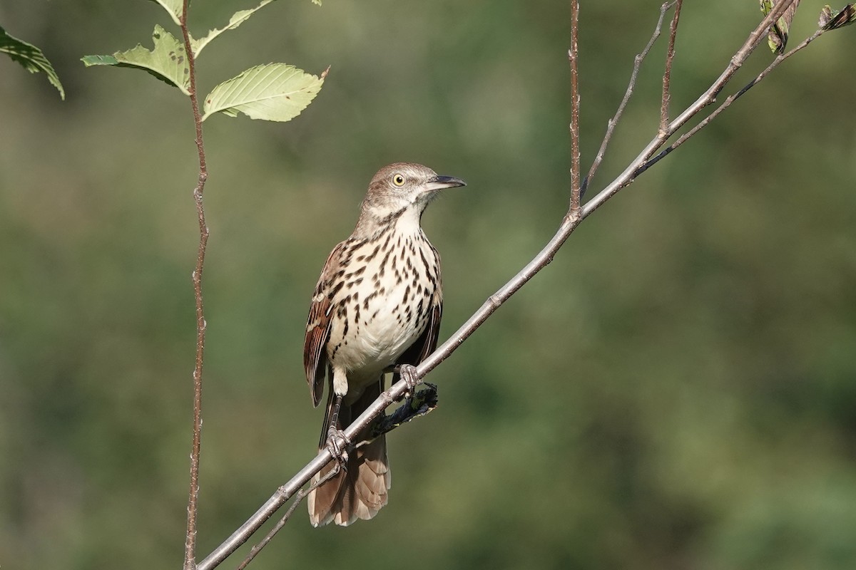 Brown Thrasher - ML641806141