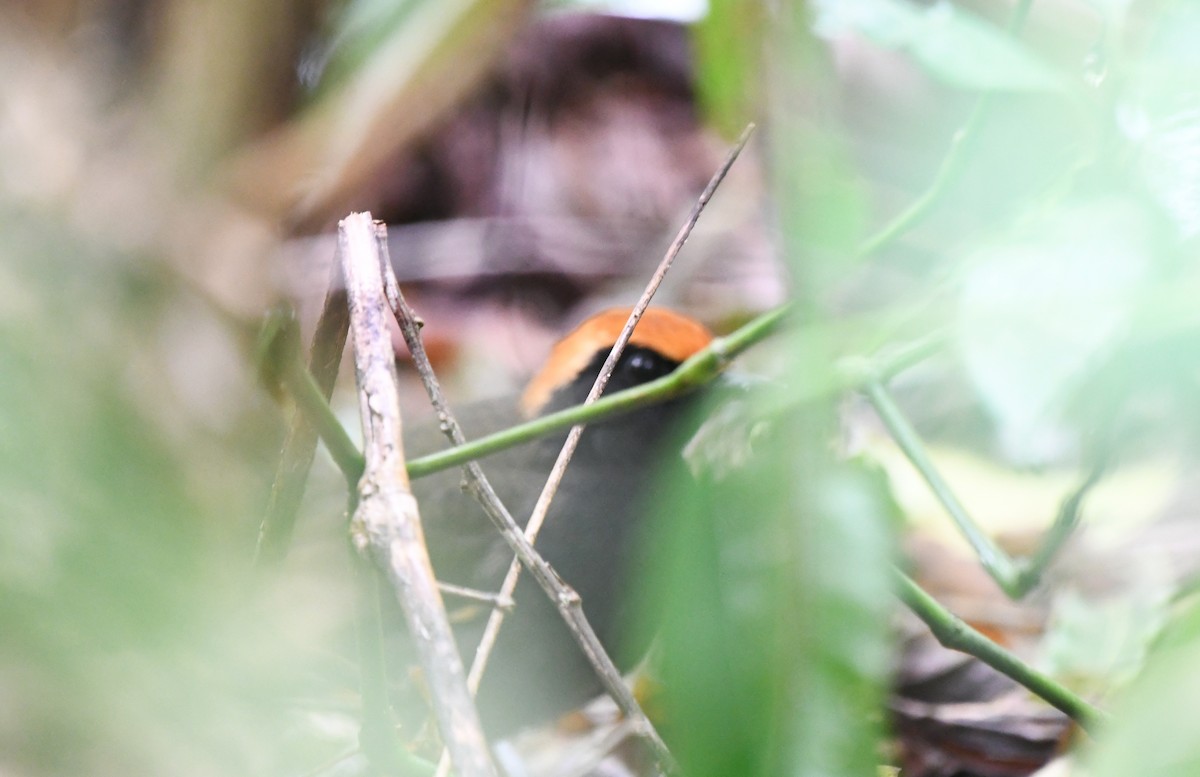 Rufous-capped Antthrush - ML641806163