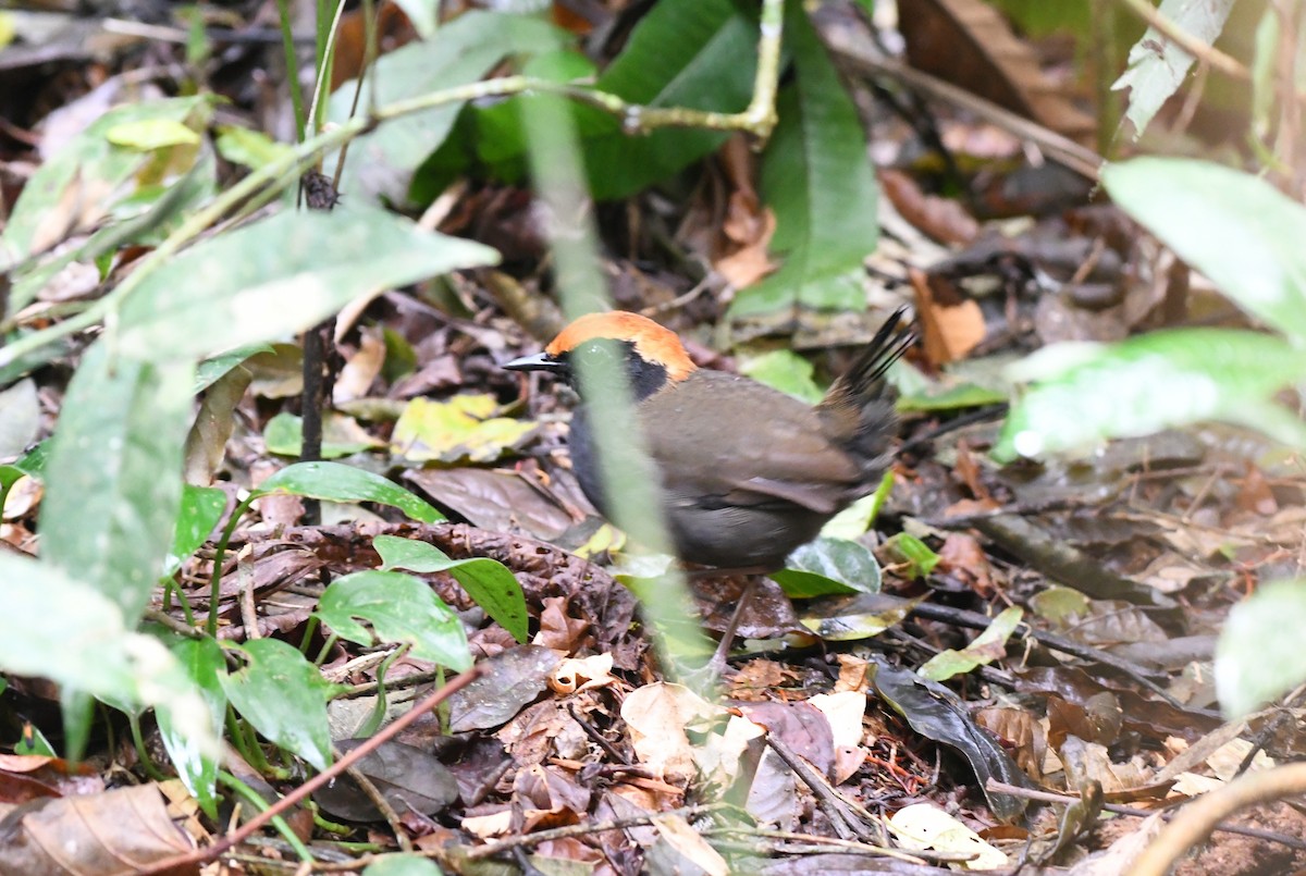Rufous-capped Antthrush - ML641806164