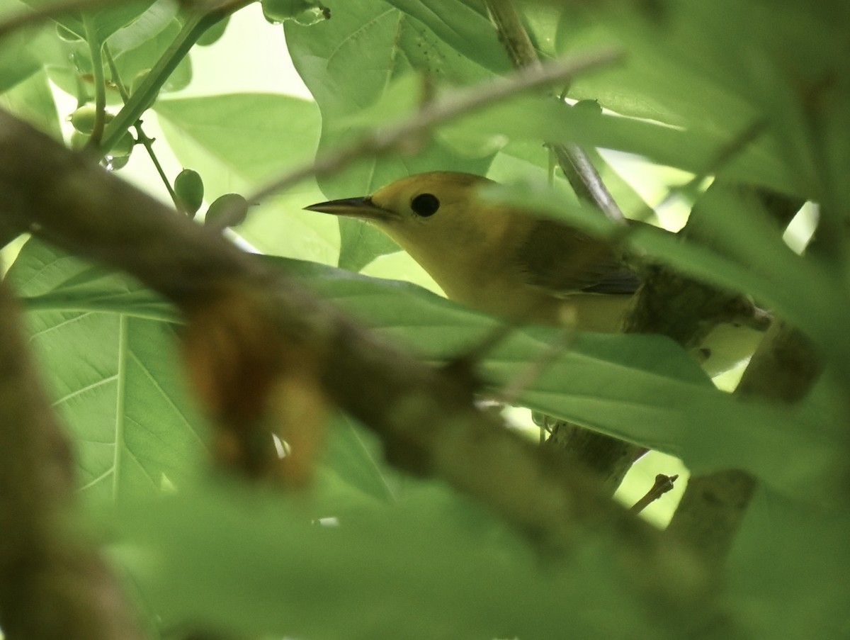 Prothonotary Warbler - ML641806165