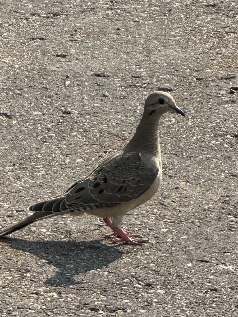 Mourning Dove - ML641806204