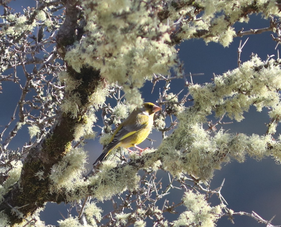 European Greenfinch - ML641806205