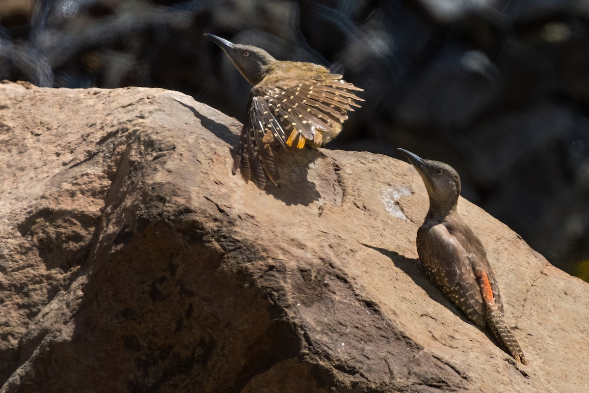 Ground Woodpecker - ML641806246