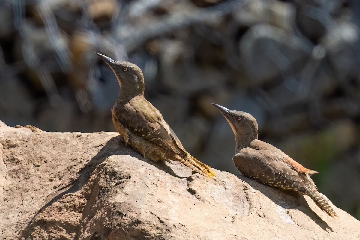 Ground Woodpecker - ML641806247