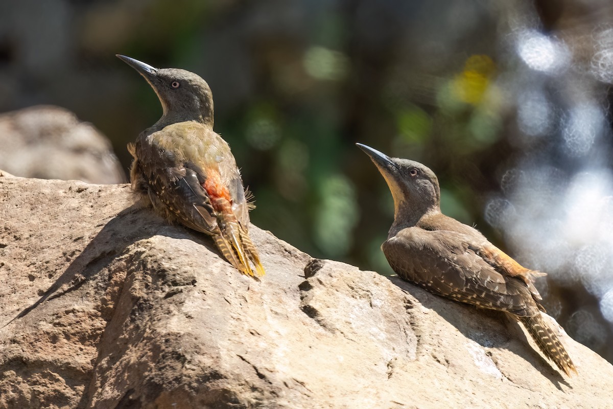 Ground Woodpecker - ML641806250