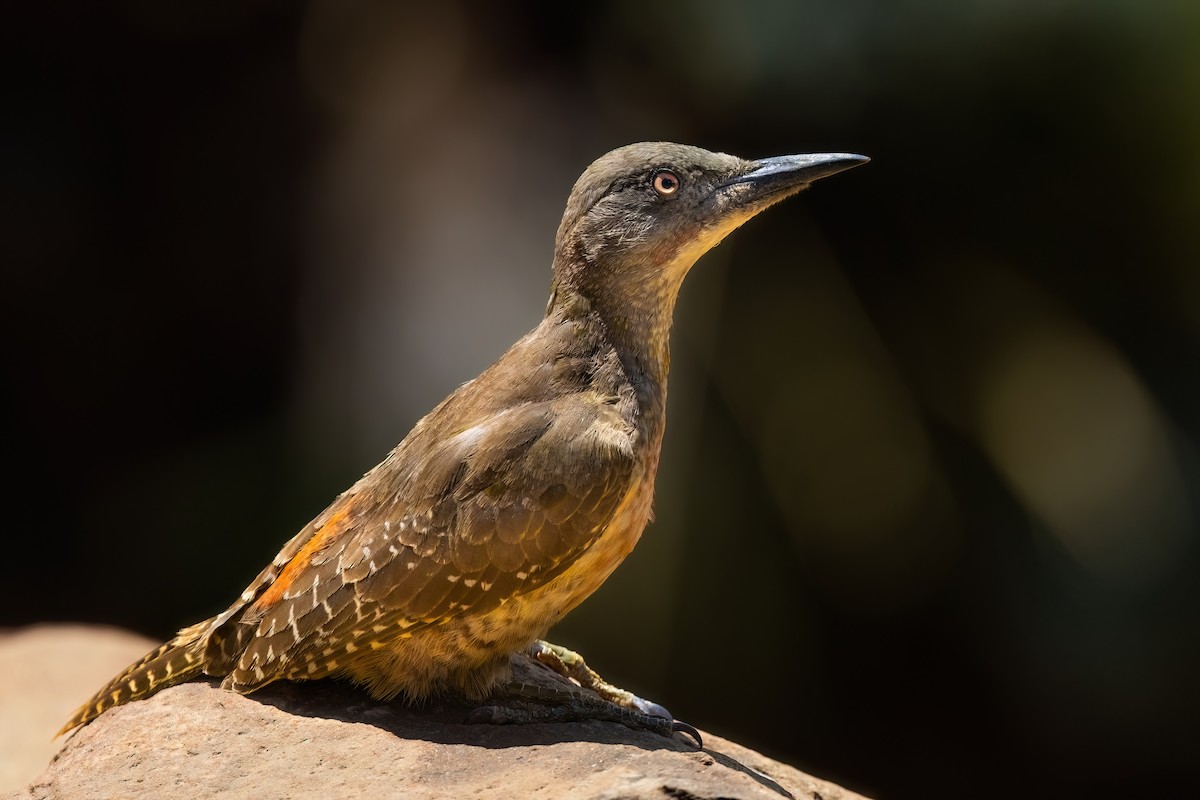 Ground Woodpecker - ML641806252
