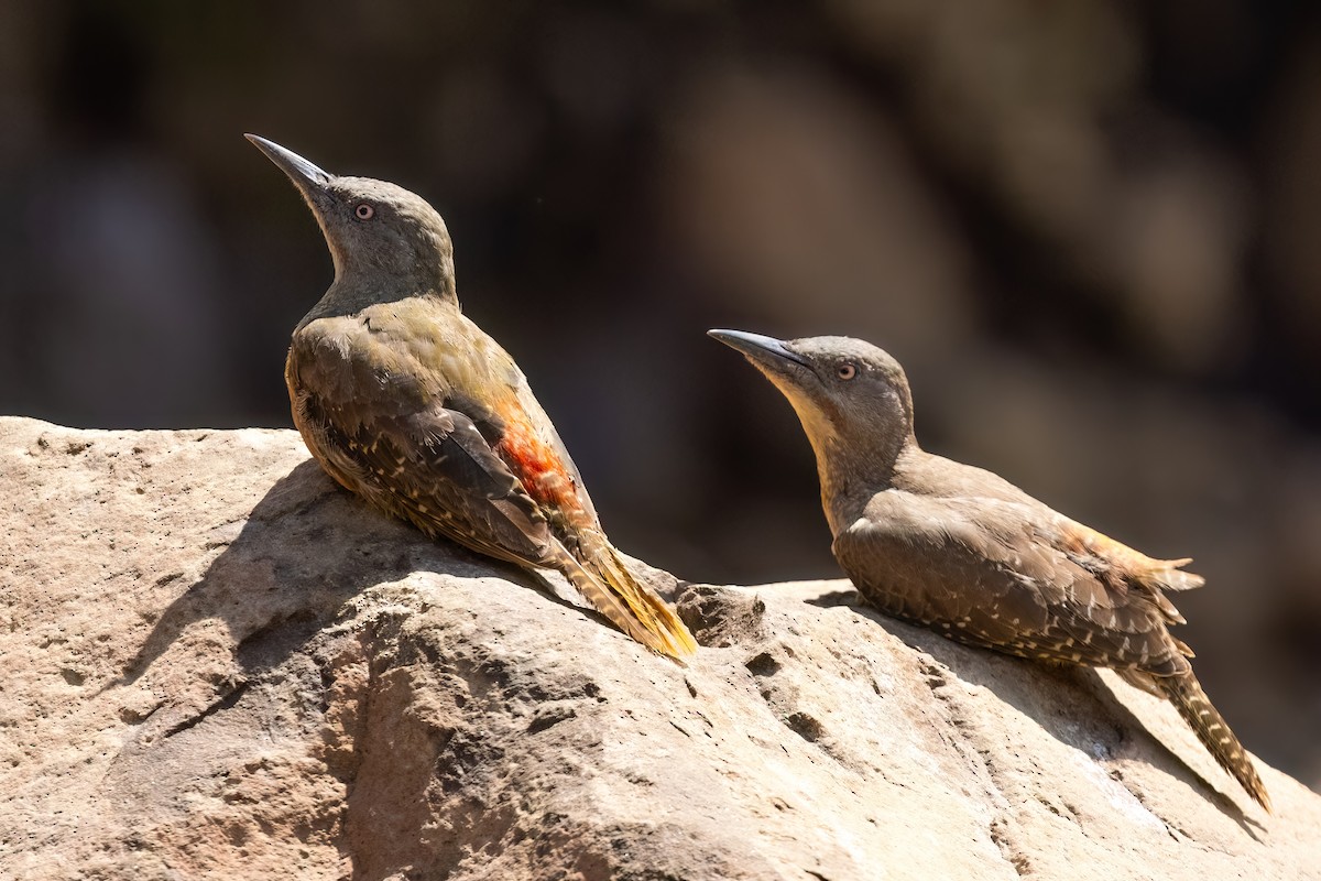 Ground Woodpecker - ML641806254
