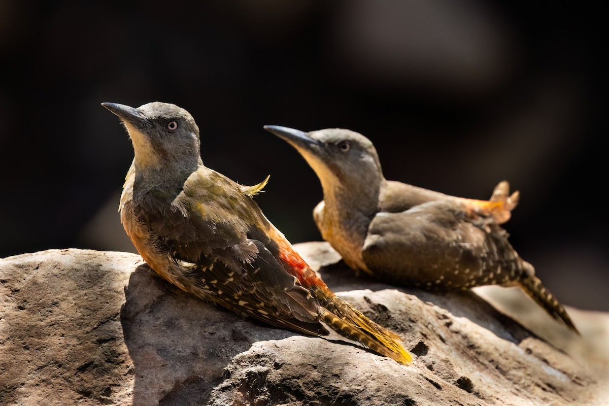 Ground Woodpecker - ML641806255