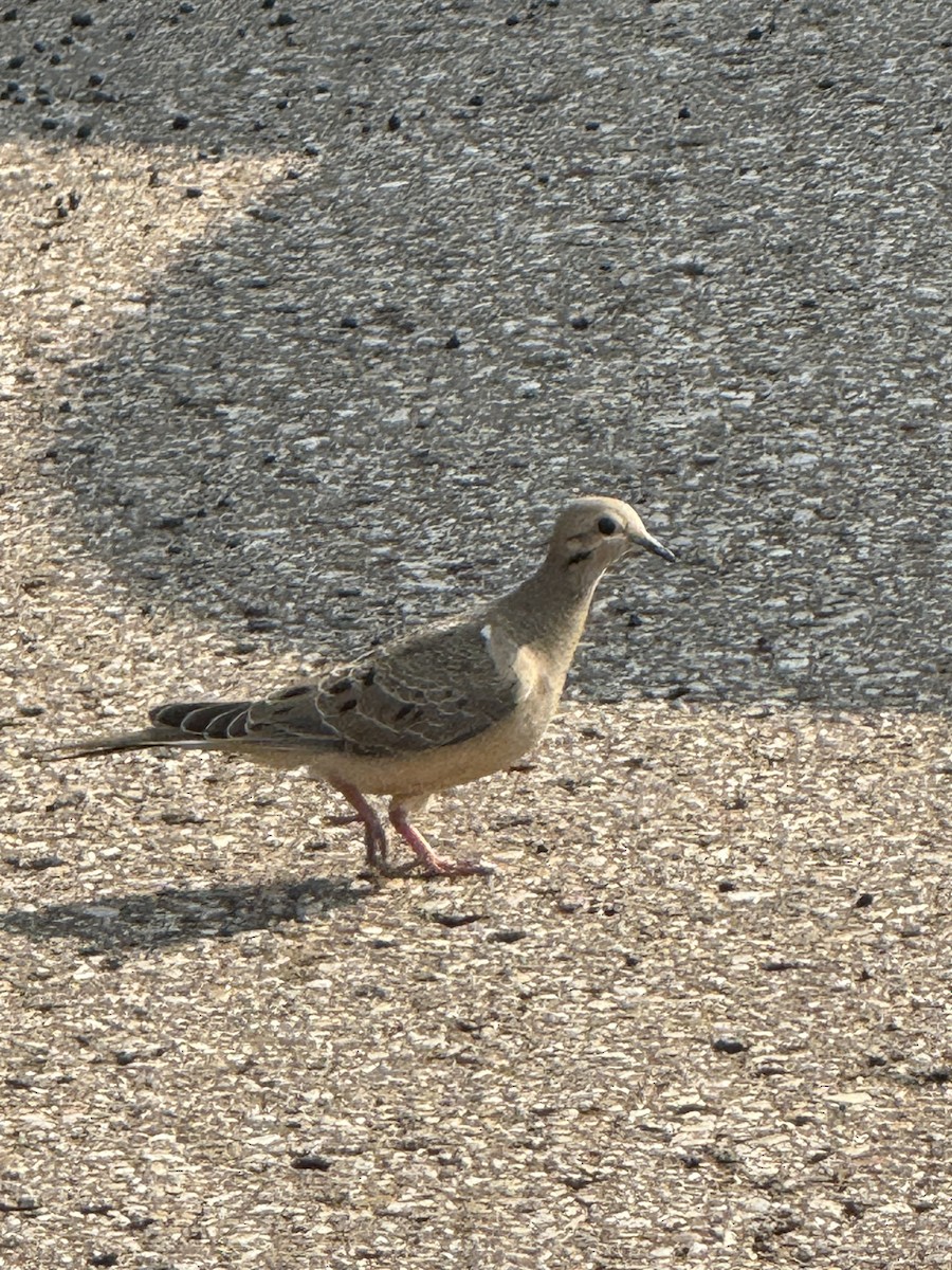 Mourning Dove - ML641806269