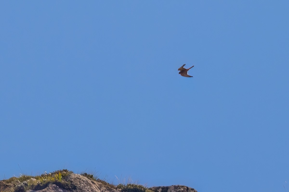 Rock Kestrel - ML641806271