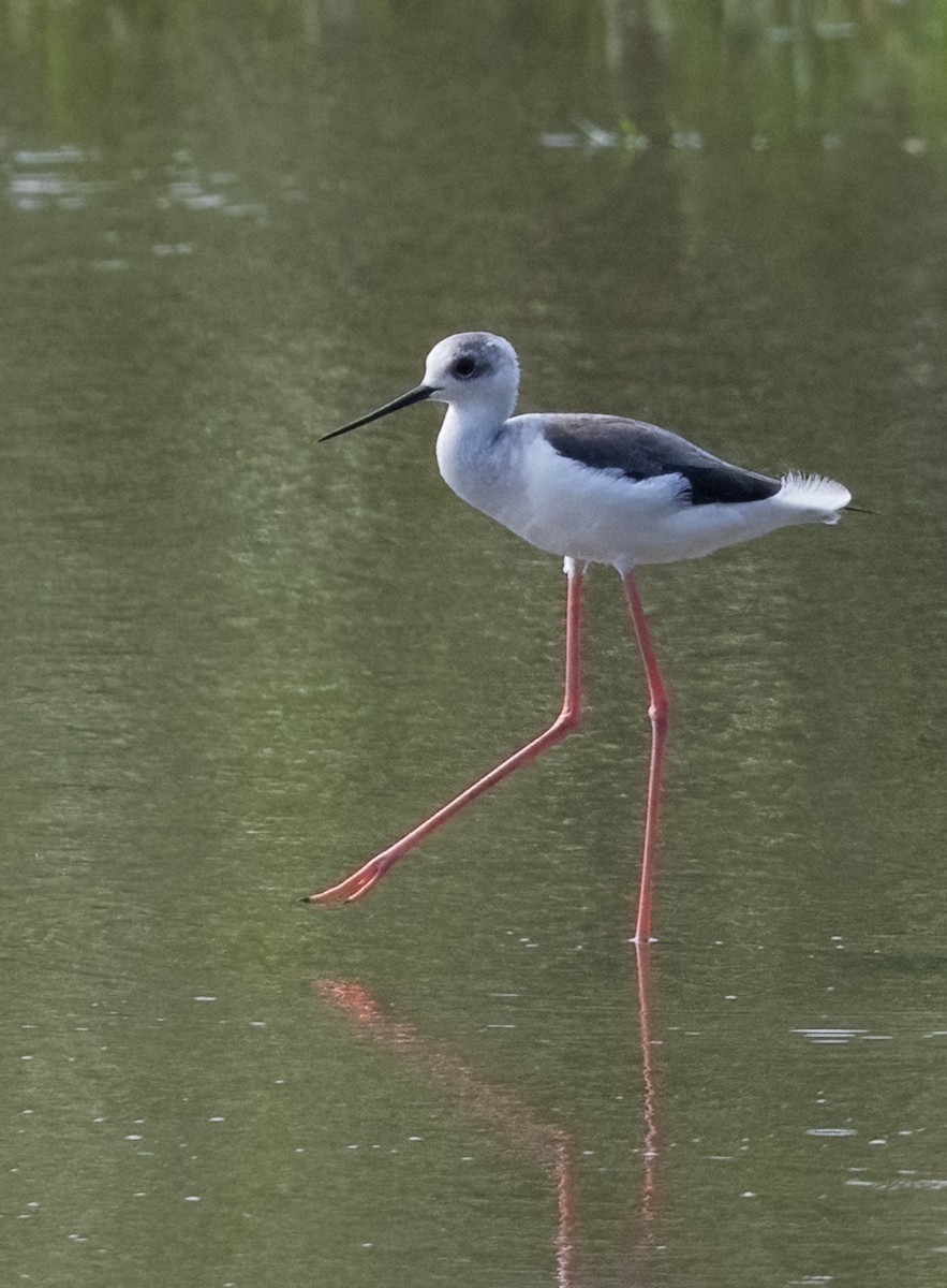 Black-winged Stilt - ML641806274