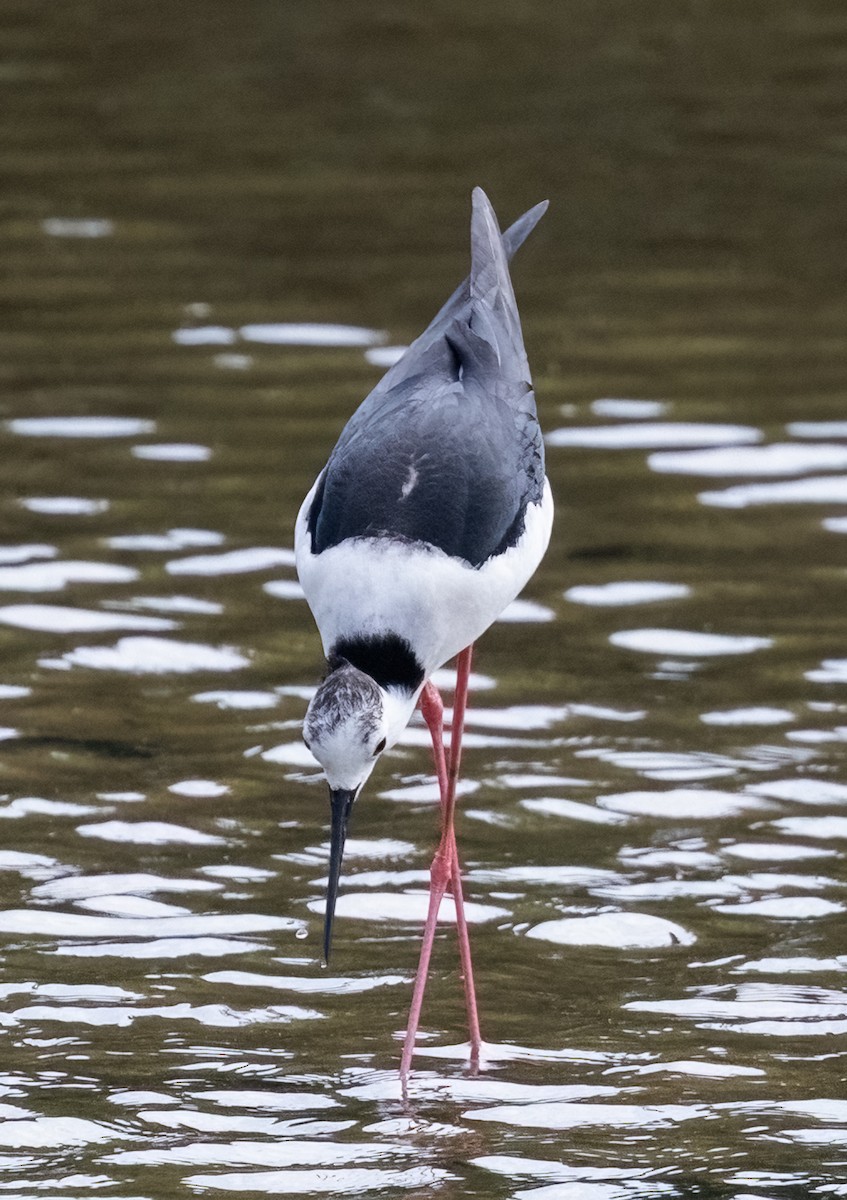 Black-winged Stilt - ML641806275