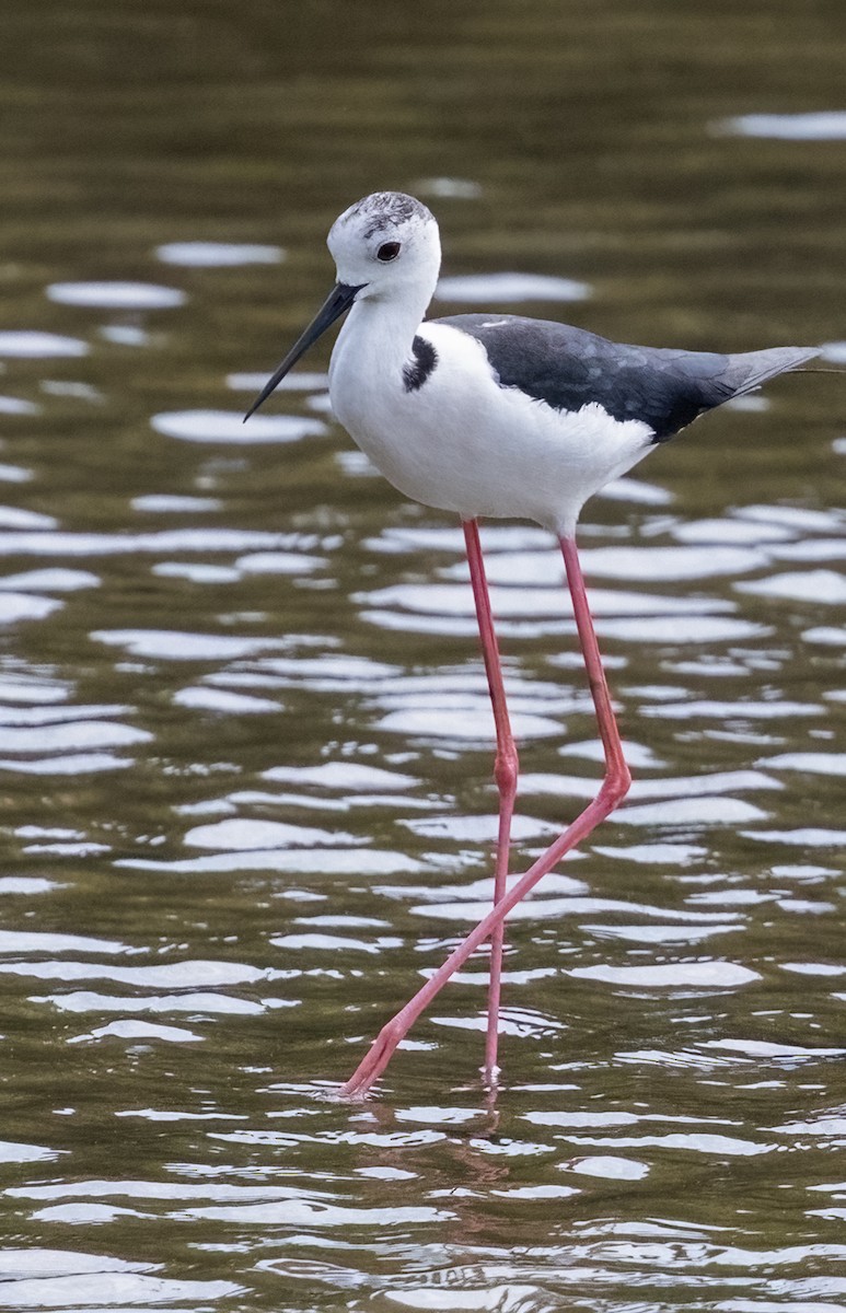 Black-winged Stilt - ML641806276