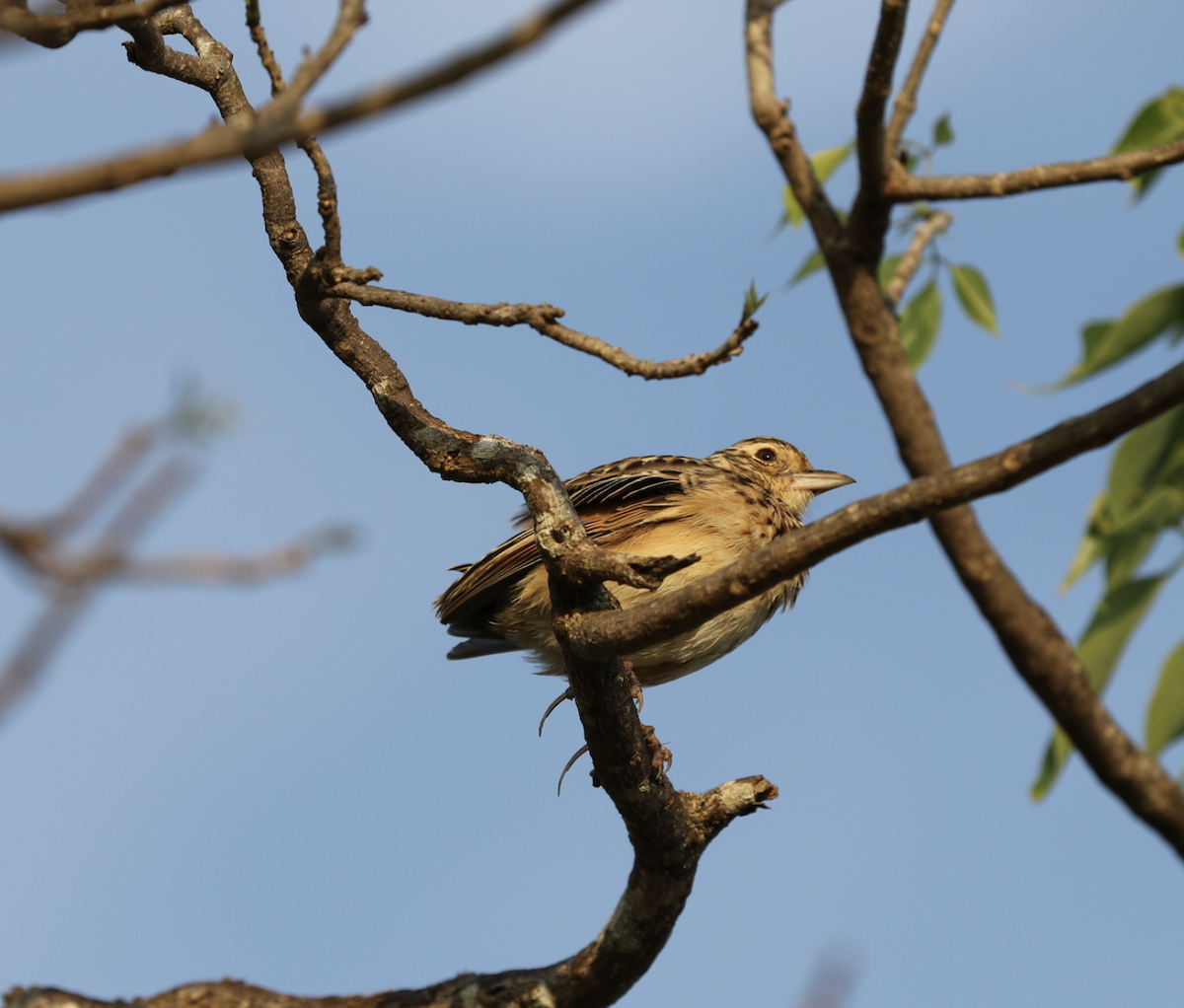 Jerdon's Bushlark - ML641806303