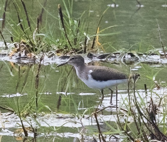 Common Sandpiper - ML641806339
