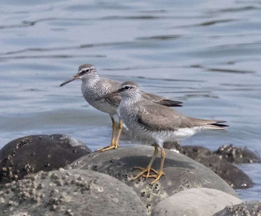 Gray-tailed Tattler - ML641806348